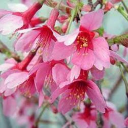 PRUNUS OKAME CLT. 18 150/175 Díszcseresznye