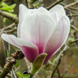MAGNOLIA ATHENE CLT. 18 Liliomfa