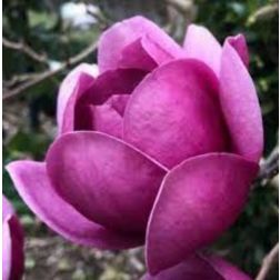 MAGNOLIA BLACK TULIP (R) CLT. 30 Liliomfa
