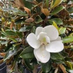 MAGNOLIA GRANDIFLORA LITTLE GEM LCI 23 MULTITRONCO Nagyvirágú liliomfa