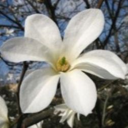 MAGNOLIA LOEBNERI MERRILL CLT. 18 Liliomfa