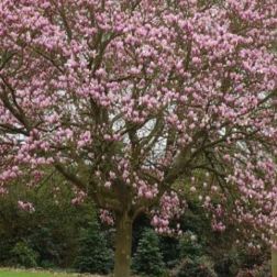 MAGNOLIA SOULANGEANA ANDRE" LEROY CLT. 18 Liliomfa