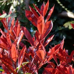 PHOTINIA X FRASERI RED LIGHT (R) CLT. 3 Korallberkenye