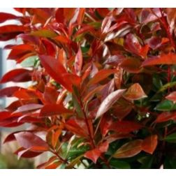 PHOTINIA X FRASERI RED LIGHT (R) CLT. 18 Korallberkenye