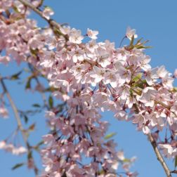 PRUNUS SUBHIRTELLA PENDULA RUBRA CLT. 18 HALF STANDARD Higan díszcseresznye
