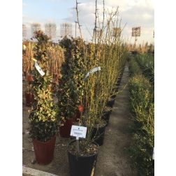 PONCIRUS TRIFOLIATA (CITRUS TRIFOLIATA)  CLT. 10  Vadcitrom