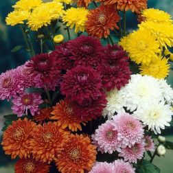 Chrysanthemum Krizantém 19 cm-es cserépben, vegyes színekben
