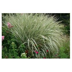 Miscanthus