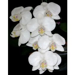 Pillekosbor