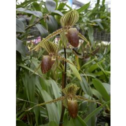 Papucsorchidea