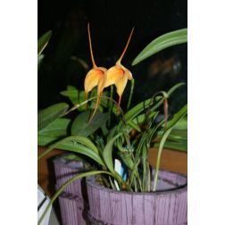 Masdevallia