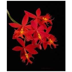 Epidendrum