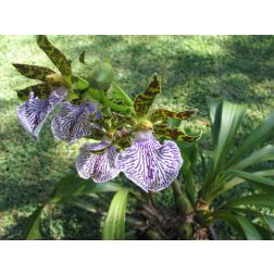 Zygopetalum