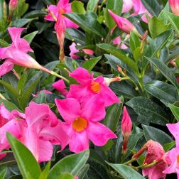 Dipladenia t&ouml;lcs&eacute;rj&aacute;zmin 10 cm-es cser&eacute;pben, vegyes sz&iacute;nekben (mediterr&aacute;n n&ouml;v&eacute;ny)