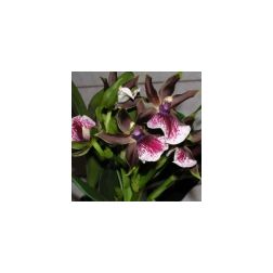 Zygopetalom