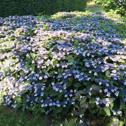 Hydrangea serrata 'Magic Pillow' hortenzia több színben 31 cm-es cserépben