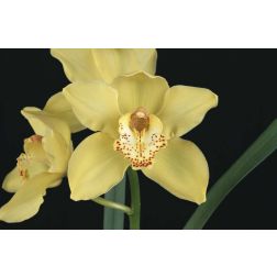 Csónakorchidea