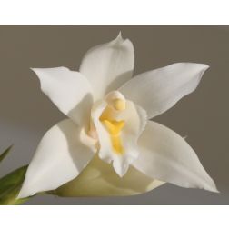 Csónakorchidea