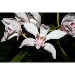 Csónakorchidea