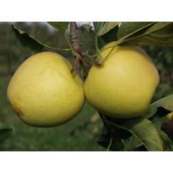 Golden delicious
