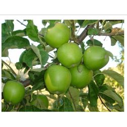 Granny Smith