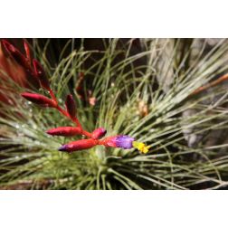 Tillandsia