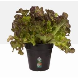 Elho Green Basics Growpot 11 cm Living black, műanyag kaspó