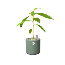 Elho Amazing Avocado Pot Leaf Green avokádó-nevelő kaspó 12 cm