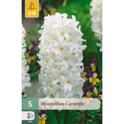 JUB Hyacinthus carnegie fehér jácint virághagyma 5 darab