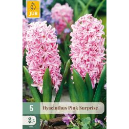 JUB Hyacinthus pink surprise rózsaszín jácint virághagyma 5 darab