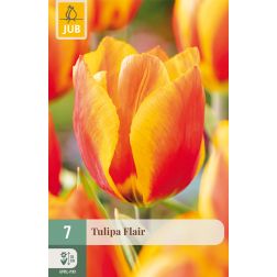 JUB Tulipa flair piros-sárga tulipán virághagyma 7 darab