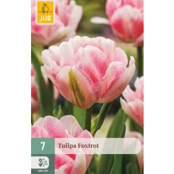 JUB Tulipa foxtrot rózsaszín-fehér tulipán virághagyma 7 darab