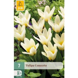 JUB Tulipa concerto fehér tulipán virághagyma 7 darab