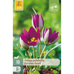 JUB Tulipa pulchella persian pearl lila tulipán virághagyma 10 darab