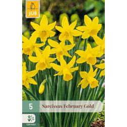 JUB Narcissus february gold sárga nárcisz virághagyma 5 darab