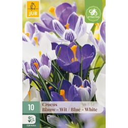 JUB Crocus blue/white kék-fehér krókusz virághagyma 10 darab