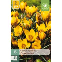 JUB Crocus fuscotinctus sárga krókusz virághagyma 15 darab