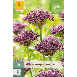 JUB Allium atropurpureum bordó-lila díszhagyma virághagyma 5 darab