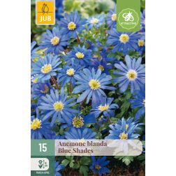 JUB Anemone blanda blue shades kék szellőrózsa virághagyma 15 darab