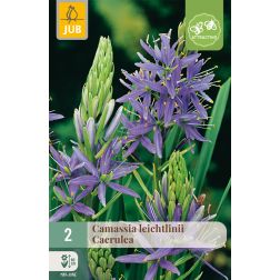 JUB Camassia leichtlinii caerulea kék prérigyertya virághagyma 2 darab