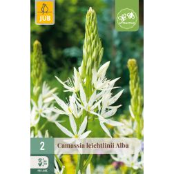 JUB Camassia leichtlinii alba fehér prérigyertya virághagyma 2 darab