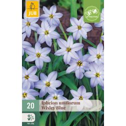 JUB Ipheion uniflorum wisley blue kék csillaghagyma virághagyma 20 darab