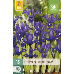 JUB Iris reticulata harmony kék-sárga írisz virághagyma 15 darab