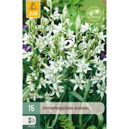 JUB Ornithogalum nutans fehér-zöld sárma virághagyma 15 darab