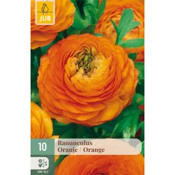 JUB Ranunculus orange narancssárga boglárka virághagyma 10 darab