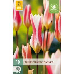 JUB Tulipa clusiana stellata fehér-piros tulipán virághagyma 10 darab