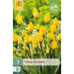 JUB Tulipa sylvestris sárga tulipán virághagyma 7 darab