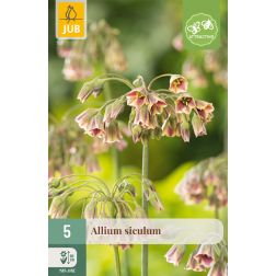 JUB Allium siculum zöld-lila díszhagyma virághagyma 5 darab