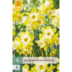 JUB Narcissus hunter sunrise sárga-fehér nárcisz virághagyma 5 darab