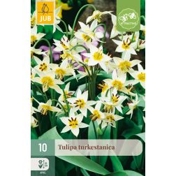JUB Tulipa turkestanica fehér-sárga tulipán virághagyma 10 darab
